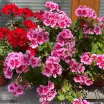 Appartamento Anmari &